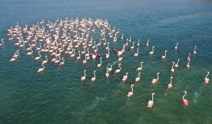 Flamingolar İzmir Körfezi'ni şenlendiriyor!