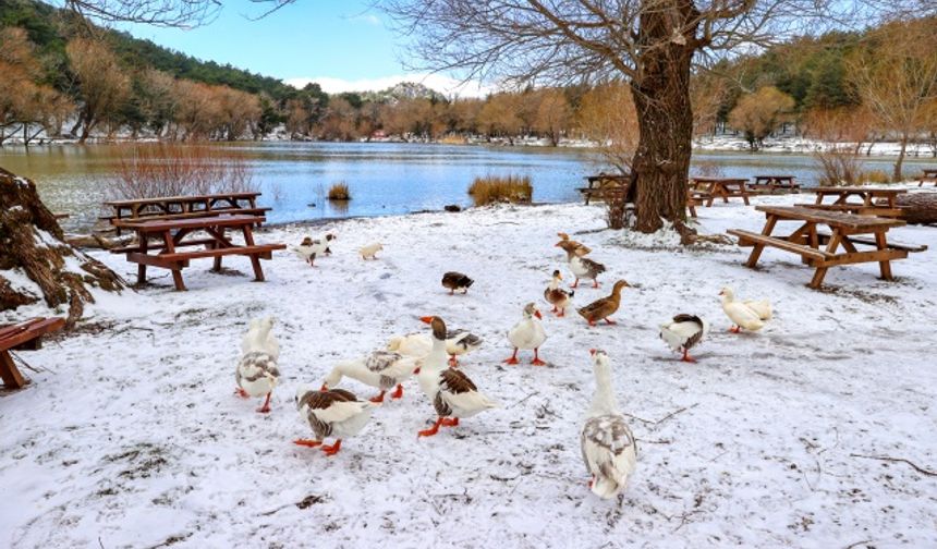 Tabiat parkı'ndan kar manzaraları! Kartpostallık görüntüler oluştu