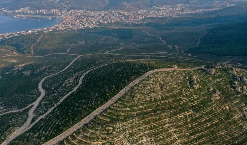 Foça'daki yangında 98 hektarlık ormanlık alan zarar görmüştü… 4 yıl sonra küllerinden yeniden doğdu