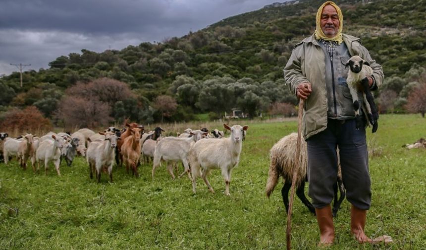 İzmirli çobanın merada kuzu sevinci