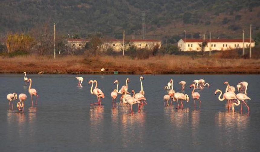 Flamingolardan sulak alanda görsel şölen oluşturdu