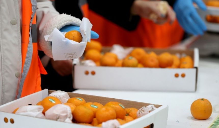 LÖSEV, 2018 yılında bir hayırsever tarafından bağışlanan içinde yaklaşık 12 bin meyve ağacının bulunduğu Akarca mevkisindeki 220 dönümlük çiftlikte iyi tarım uygulamalarını kullanarak satsuma cinsi mandalina yetiştiriyor.