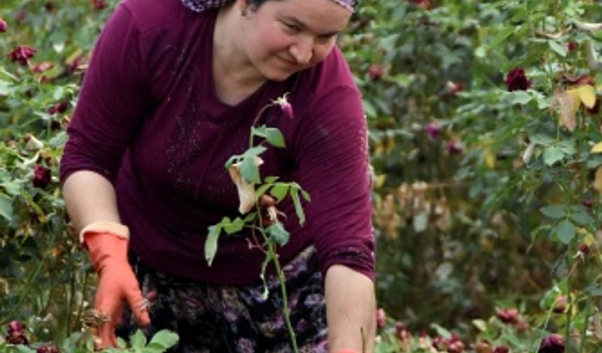 Ekmek parası için gülün dikenine katlanıyorlar!