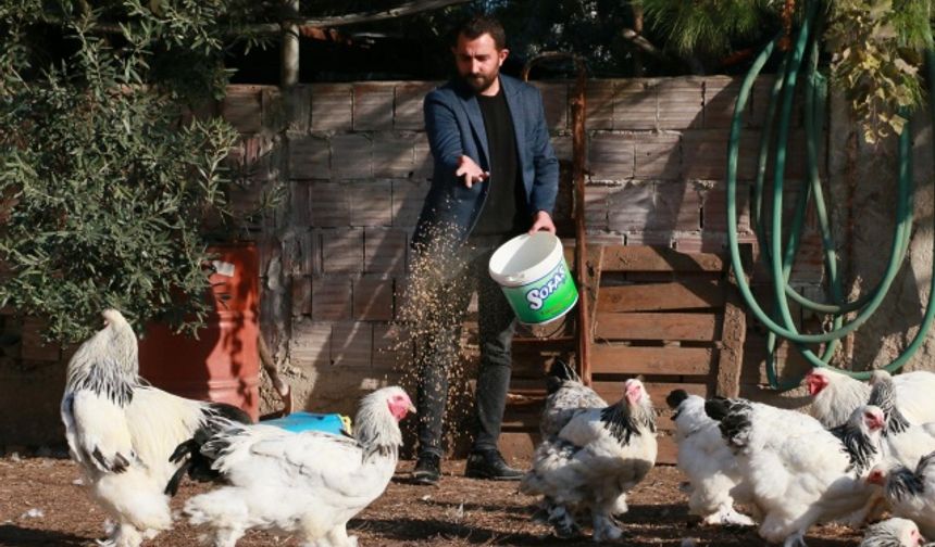 Fabrikadaki işini bıraktı, süs tavuğu yetiştiricisi oldu