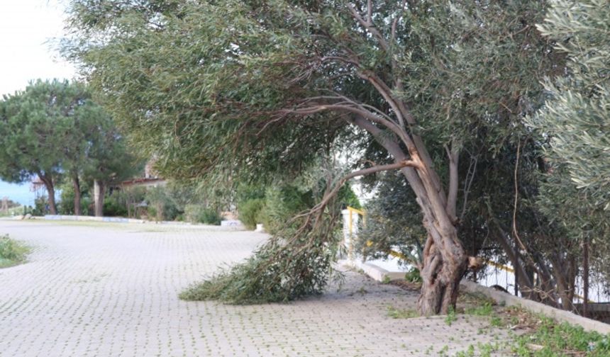 Foça'da fırtınada ağaçlar devrildi, tekneler battı