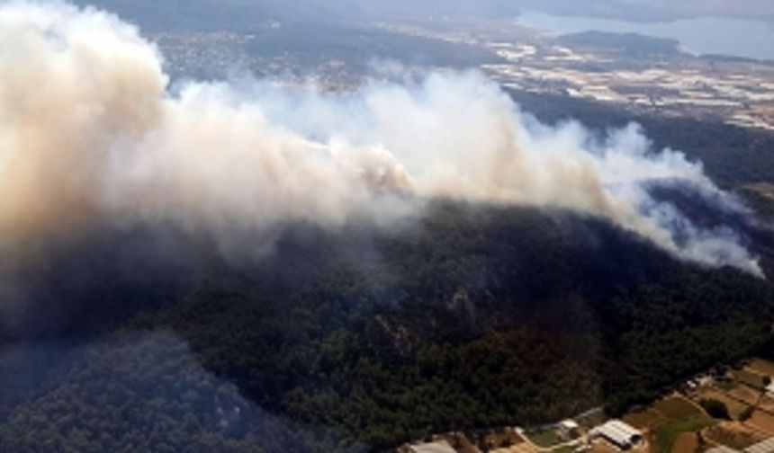 Menderes'te orman yangını