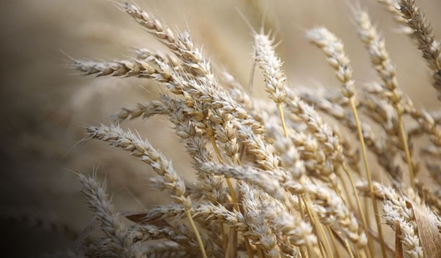Un üreticilerinden tahıl koridoru yorumu... Türkiye sayesinde buğday fiyatı yarıya indi