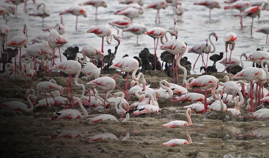 Yumurtadan yeni çıkan binlerce flamingonun muhteşem görüntüleri