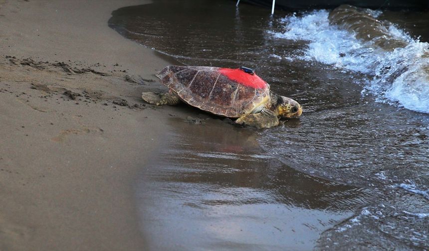 35 bin caretta caretta mavi sularla buluştu