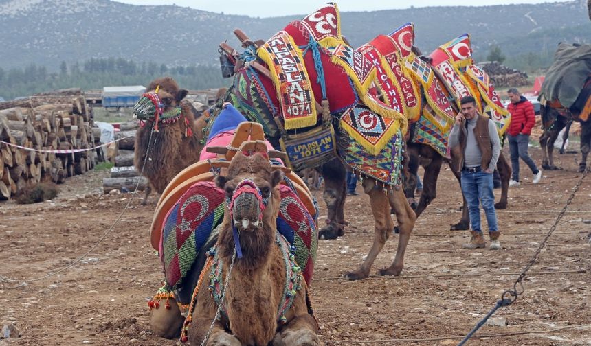 Muğla'da deve güreşleri geleneği sürdürülüyor