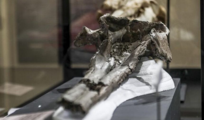 Bilim insanları dev yunusa ait 16 milyon yıllık kafatası buldu