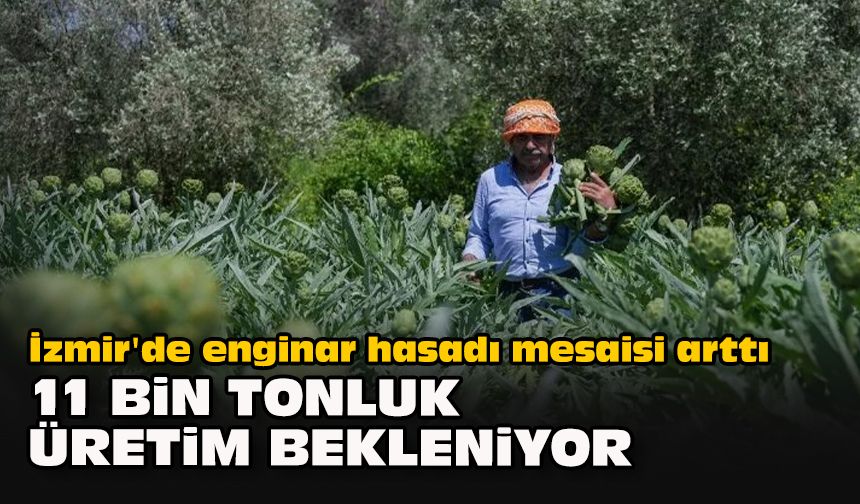 İzmir'de enginar hasadı mesaisi arttı... 11 bin tonluk üretim bekleniyor