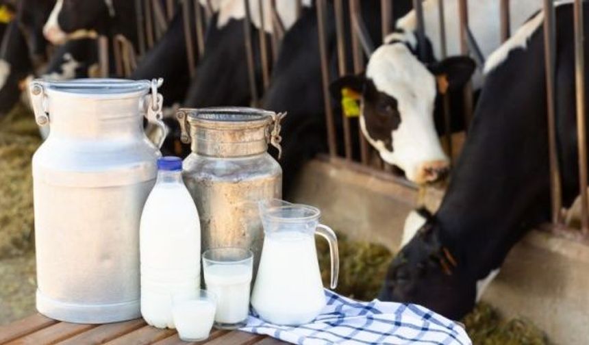 TÜİK açıkladı... Süt üretimi azaldı