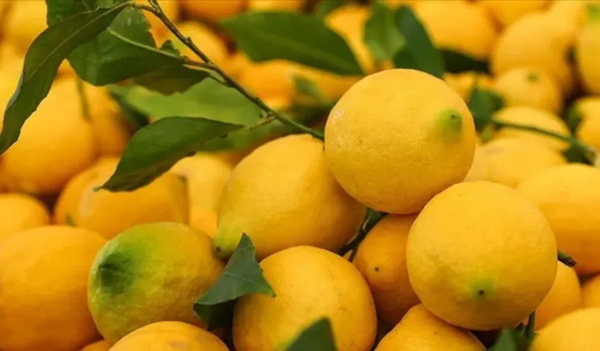 Limonun fiyatı cep yaktı... Fiyat farkı yüzde 253 oldu