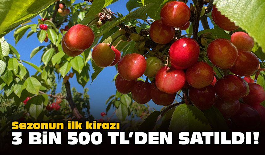 Sezonun ilk kirazı 3.500 TL'den satıldı!