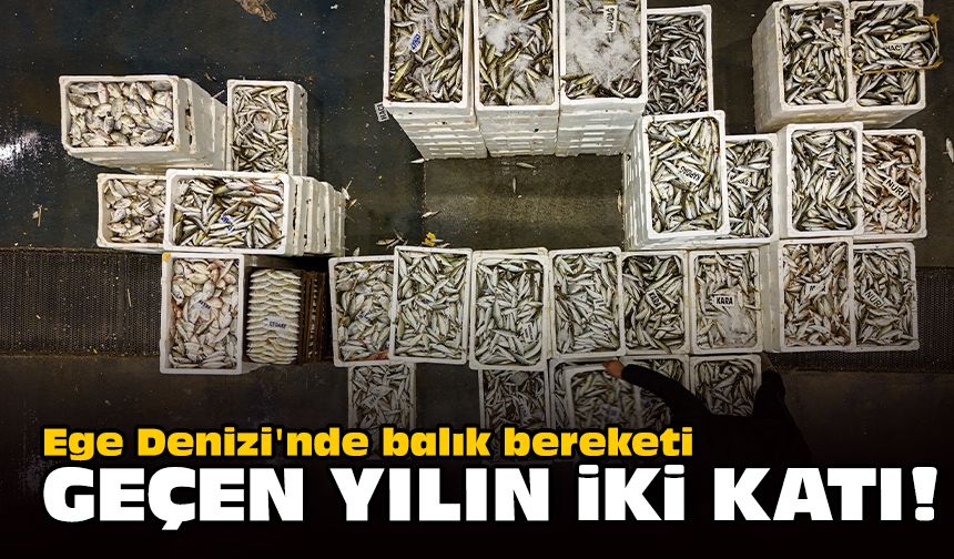 Ege Denizi'nde balık bereketi... Geçen yılın iki katı!