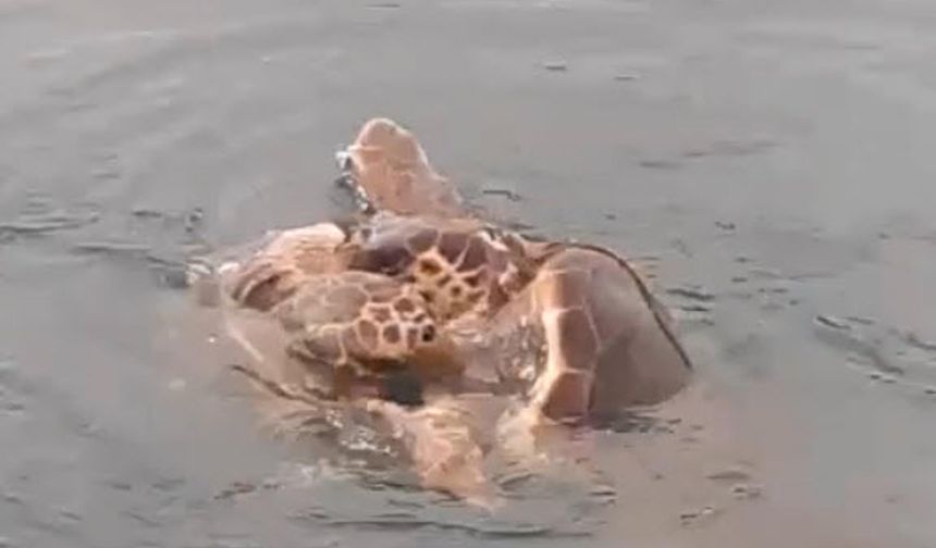 Caretta carettaların çiftleşme döneminde sessizlik uyarısı