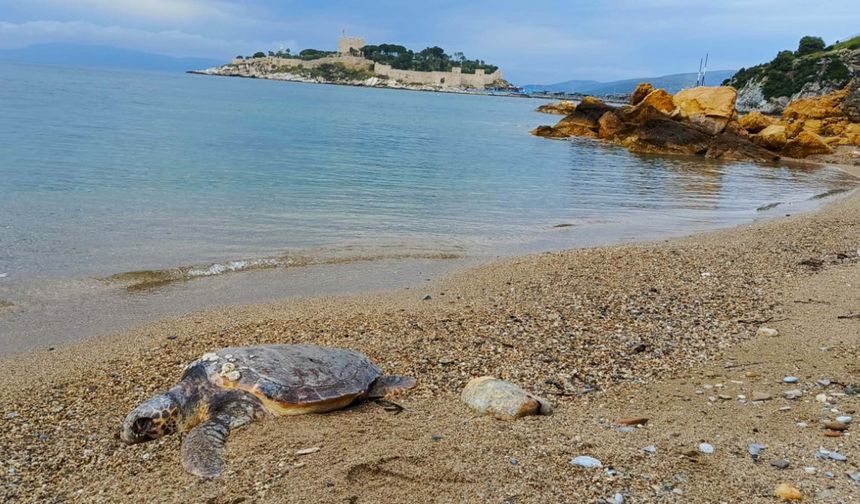 Kuşadası'nda ölü deniz kaplumbağası kıyıya vurdu