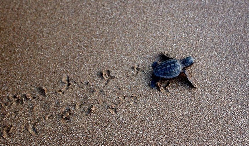 Caretta carettalar İztuzu sahiline yumurta bırakmaya başladı
