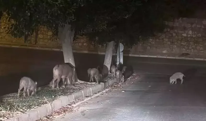 Muğla'da yaban domuzlarıyla mücadele kararı
