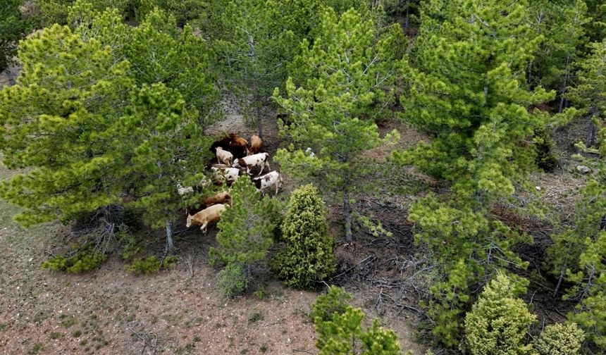Kaybolan 19 büyükbaş hayvanı jandarma ekibi buldu