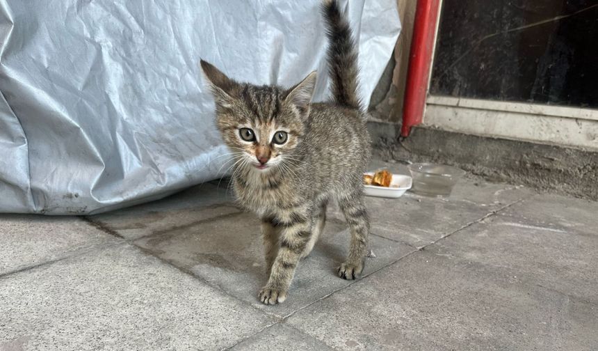 Kütahya’da aracın motoruna giren yavru kediyi, polis çıkardı