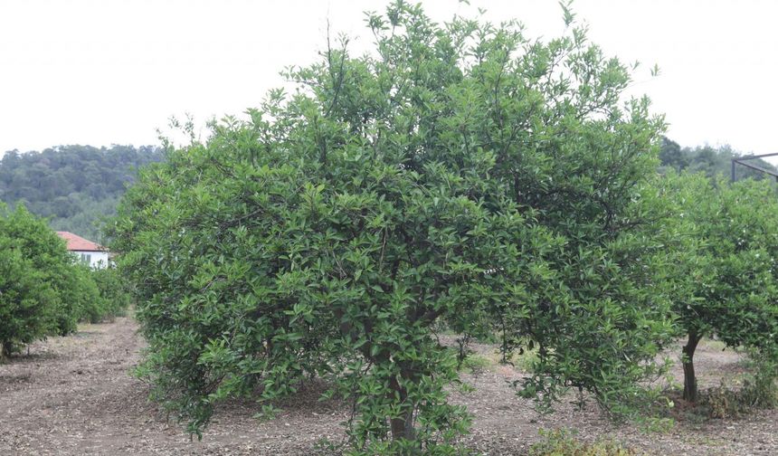 Muğla'da zirai donun yaraları Büyükşehir'in desteğiyle sarıldı
