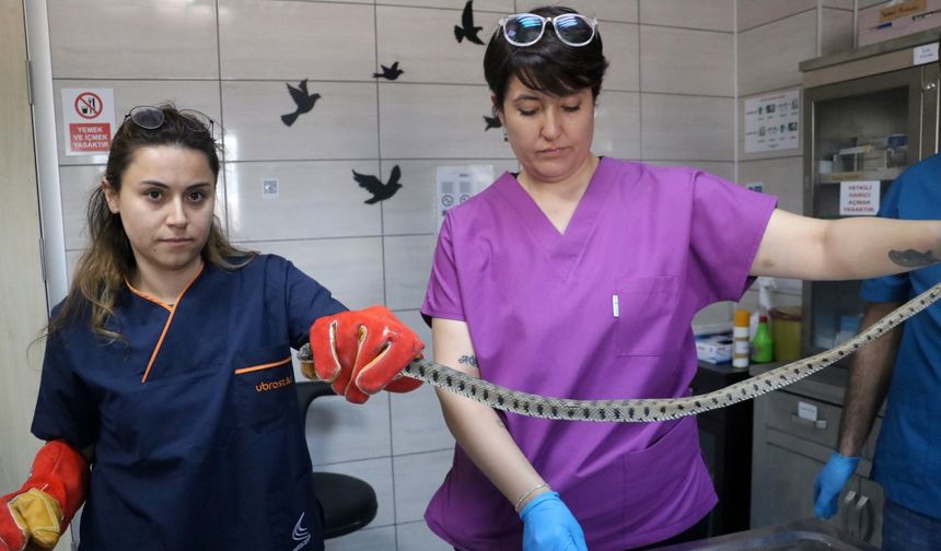 Tedavi edilen su yılanı doğaya salındı