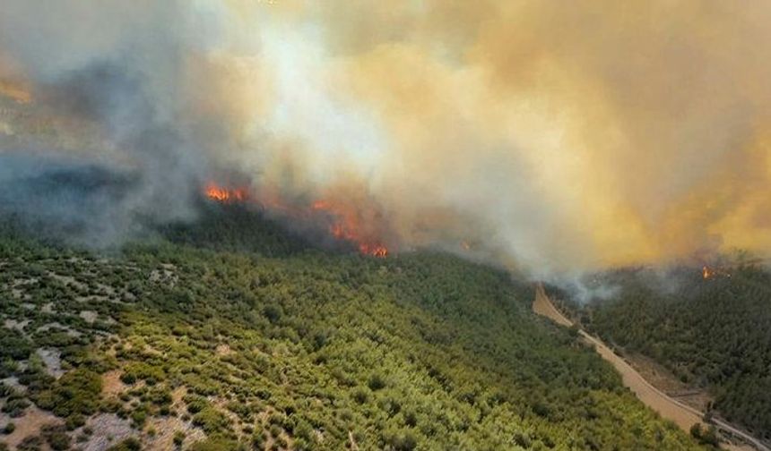 Manisa'da orman yangını