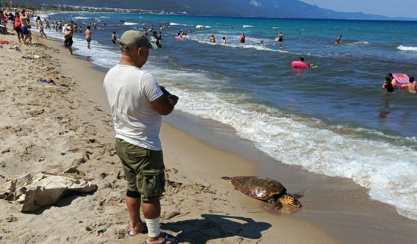 Kuşadası'nda ölü deniz kaplumbağası kıyıya vurdu