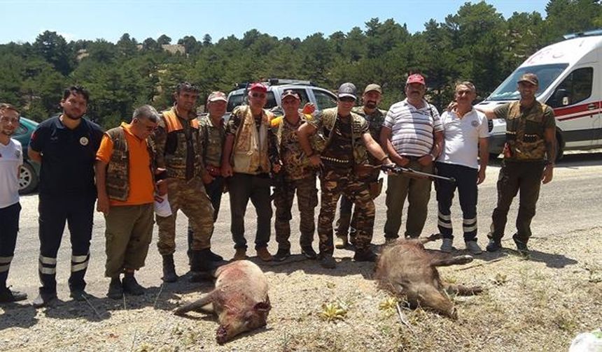 Muğla'da yaban domuzu sürek avı yapıldı
