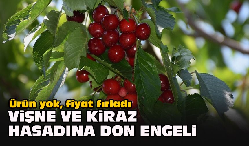 Ürün yok, fiyat fırladı: Vişne ve kiraz hasadına don engeli