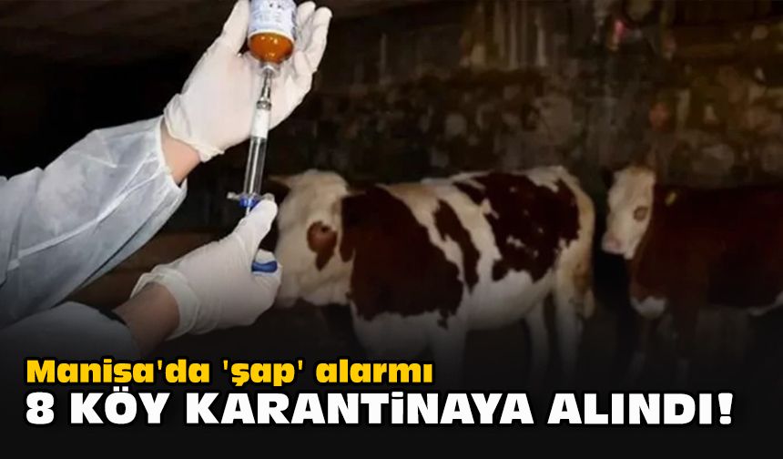 Manisa'da 'şap' alarmı... 8 köy karantinaya alındı!