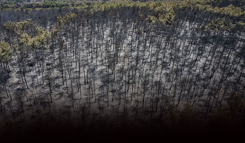 Duman gitti, acı kaldı: Yeşilden griliğe!