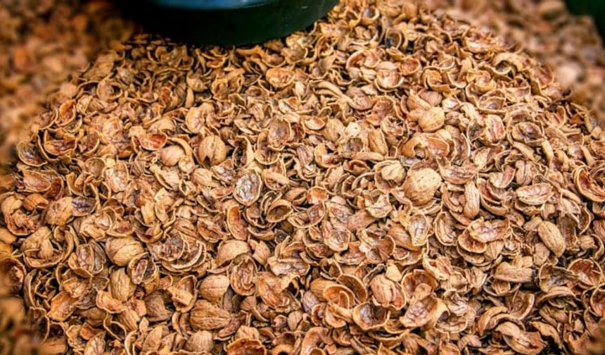 Ceviz kabuğundaki gizlenen 6 doğal mucize!