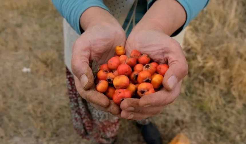 Şifalı meyvede hasat zamanı