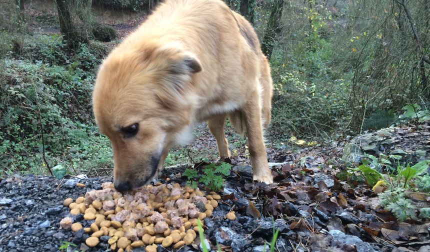 Valilik duyurdu: İstanbul'da sokak köpeklerini beslemek yasaklandı!