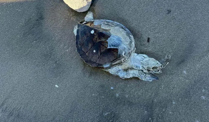 Bodrum'da kıyıya ölü caretta caretta vurdu