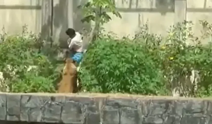 Güvenliği aşıp aslanlı bölmeye girdi: 19 yaşındaki gencin korkunç sonu