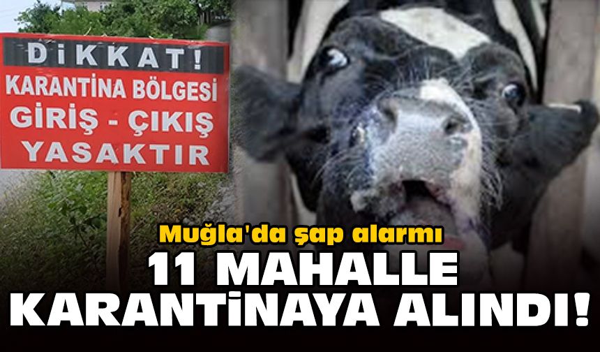 Muğla'da şap alarmı: 11 mahalle karantinaya alındı!