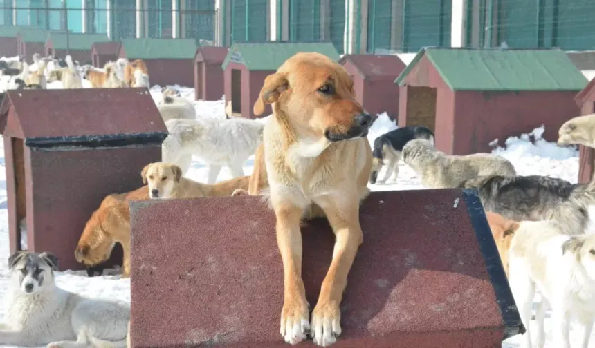 Sahiplendiği köpekleri sokağa bıraktı: 172 bin lira ceza yedi!