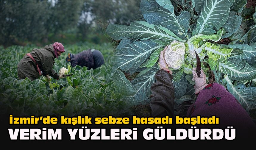 İzmir’de kışlık sebze hasadı başladı: Verim yüzleri güldürdü