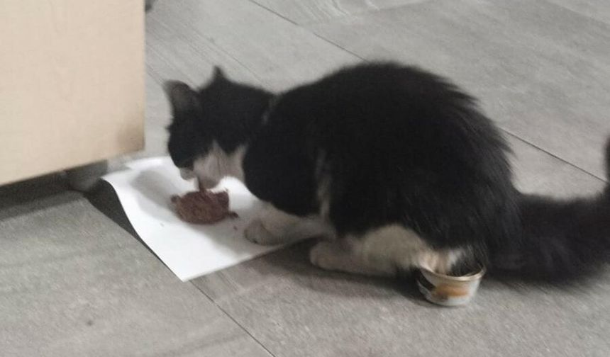 Salihli'de çatıda mahsur kalan kediyi itfaiye kurtardı