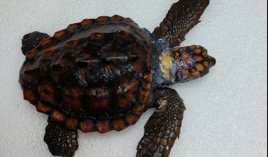 Çeşme'de yaralı yavru caretta caretta kurtarıldı