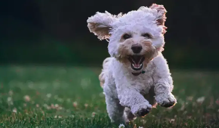 Köpek sahibi olanlar daha az demans oluyor!