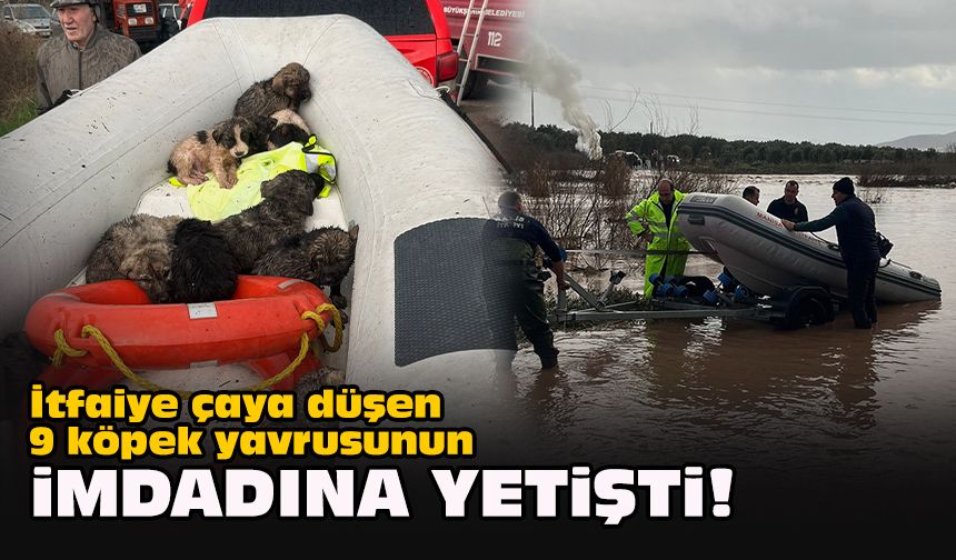 İtfaiye çaya düşen 9 köpek yavrusunun imdadına yetişti!