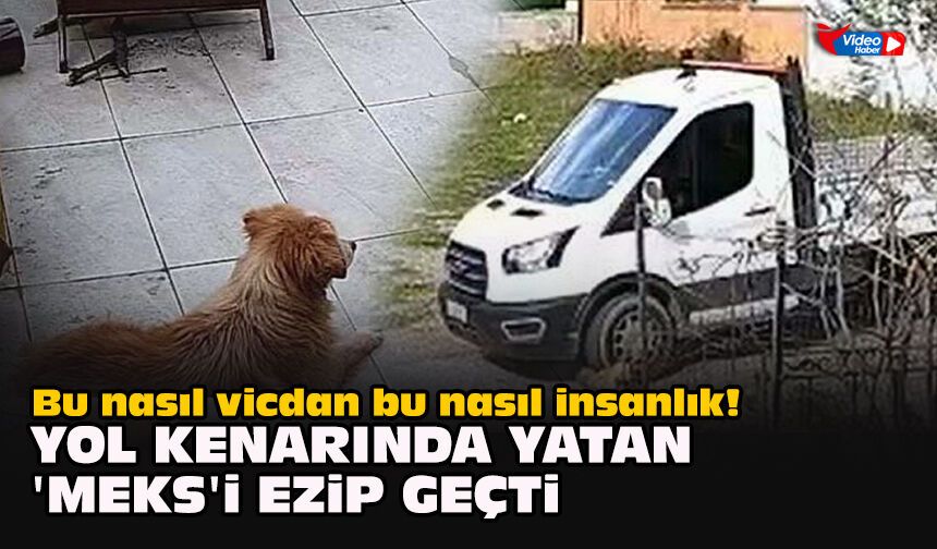 Bu nasıl vicdan bu nasıl insanlık! Yol kenarında yatan 'Meks'i ezip geçti