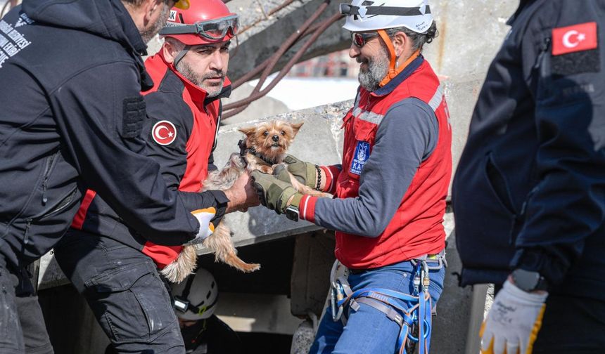 Afetlerde mahsur kalan hayvanlar unutulmayacak