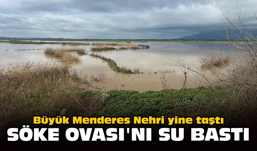Büyük Menderes Nehri yine taştı: Söke Ovası'nı su bastı