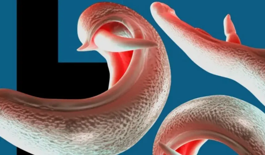 Cinsel organlara yerleşen 'melez' parazit kıta değiştiriyor!